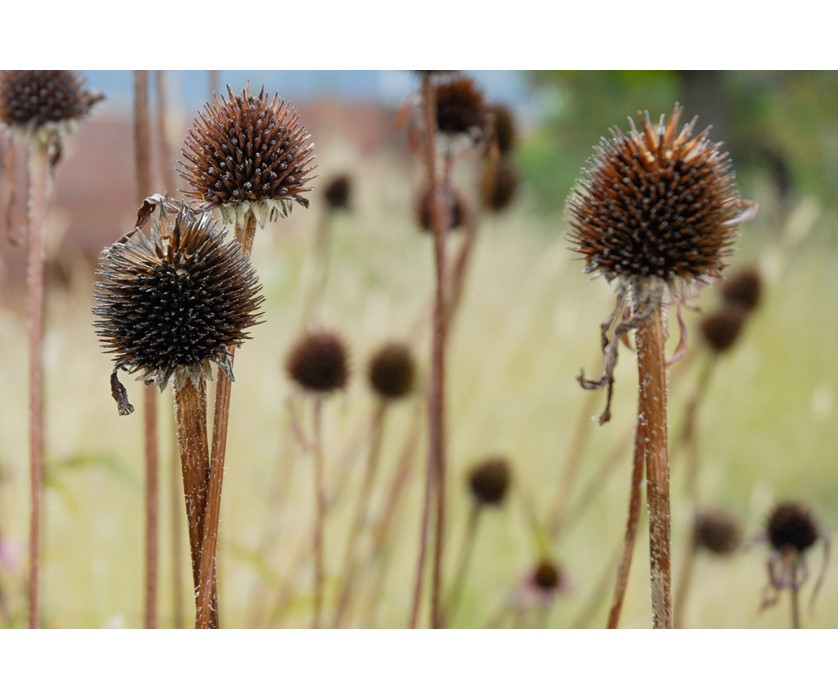 Tennessee Purple Coneflower